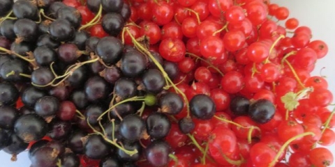 Kako i kada ubrati ribizle